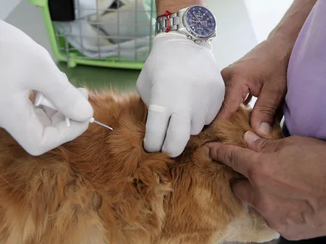 ¿Cuánto pueden ganar los veterinarios según dónde estudien?