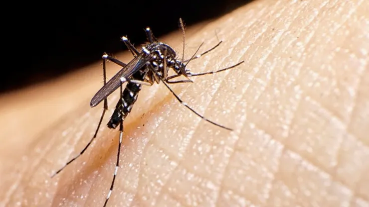 Mosquito del dengue. Referencia