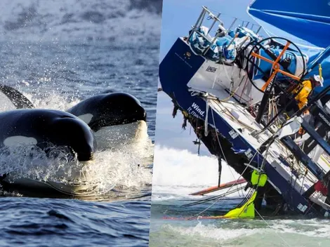 La orca Gladis lo vuelve a hacer: ataca velero de la Ocean Race