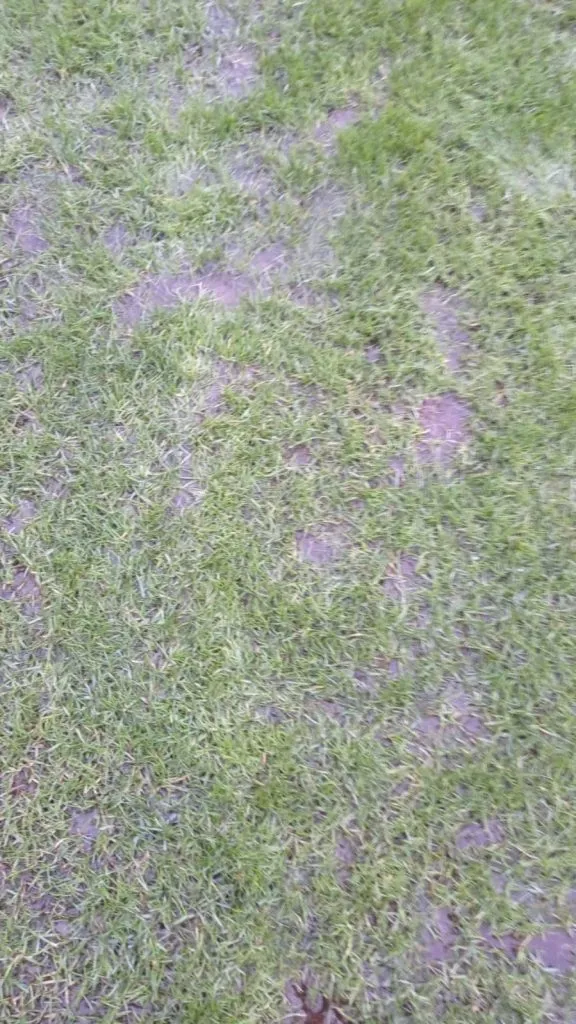 Así se ve el estadio Santa Laura actualmente por las lluvias. | Andrea Hernández