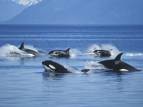 ¿Por qué las orcas están atacando barcos?