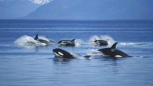 Orcas atacan barcos
