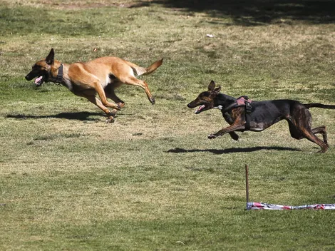 Estudio revela el motivo del porqué los perros comen pasto