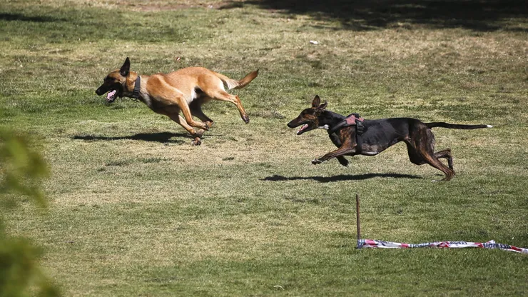 Perros