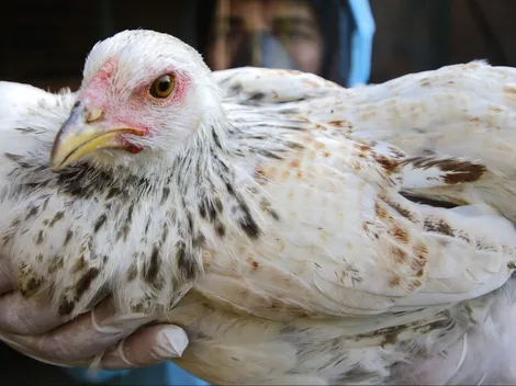 ¿Cuáles son los síntomas de la gripe aviar? SAG reportó presencia