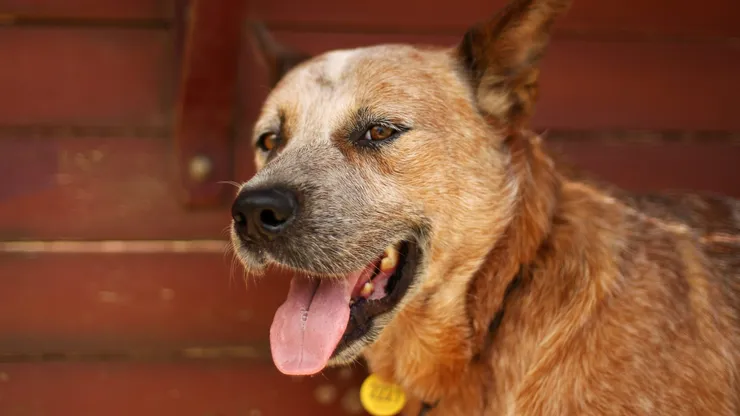 Registro Nacional de Mascotas o Animales de Compañía.