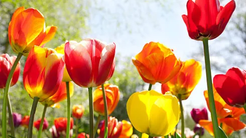 Pronto termina el invierno