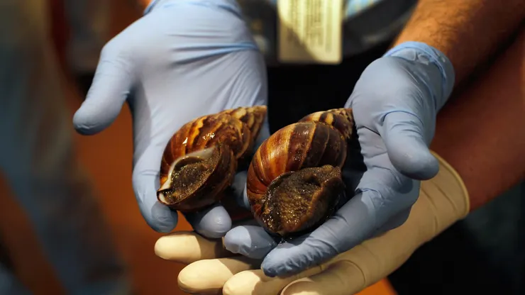 Caracol gigante africano