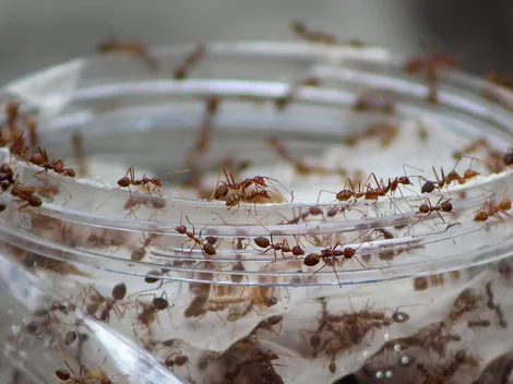 Imagen del rostro de una hormiga genera terror en redes sociales