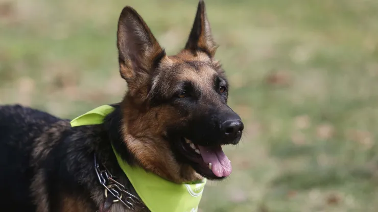 Día del Perro este 21 de julio: ¿Cuáles son las razas más fieles?