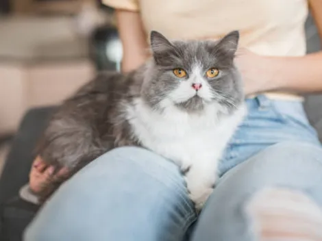 ¿Cómo saber si mi gato es un psicópata? Descúbrelo con este test