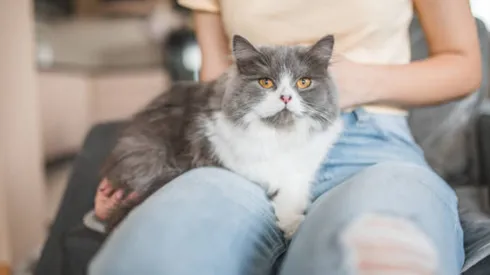 ¿Tu gato es un psicópata?