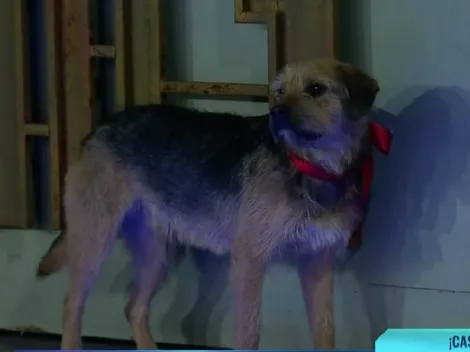 Gran Hermano emite un comunicado por la estadía de Bigote