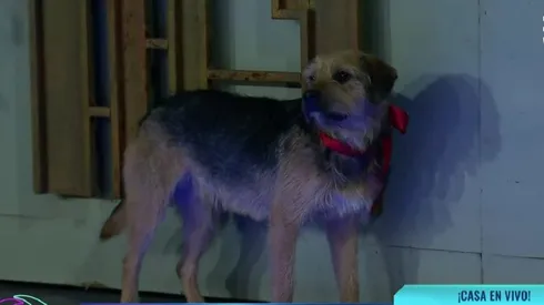 Gran Hermano emite un comunicado por la estadía de Bigote