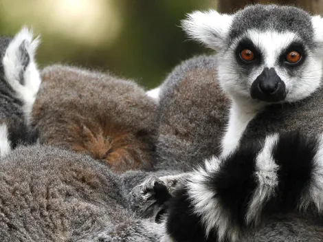 ¿Cuánto vale ir al Zoológico Metropolitano y dónde queda?