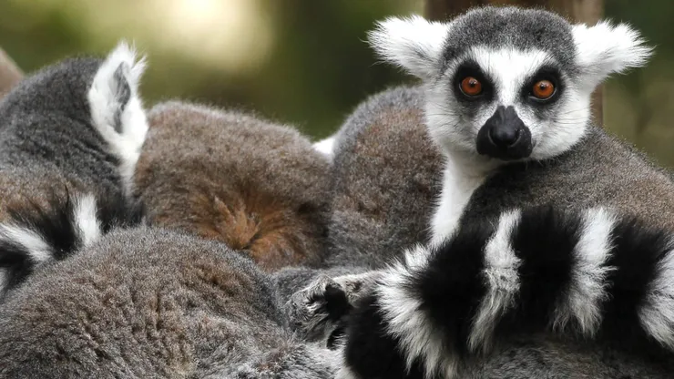 Zoológico Metropolitano