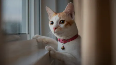 ¿Cuándo es el día del gato y por qué celebran a los felinos?