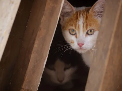 ¿Qué es el hongo de los gatos y cómo se trata?