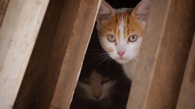 Hongo de los gatos