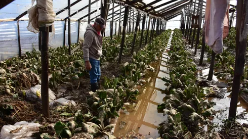 ¿Quiénes reciben el Bono de Recuperación?