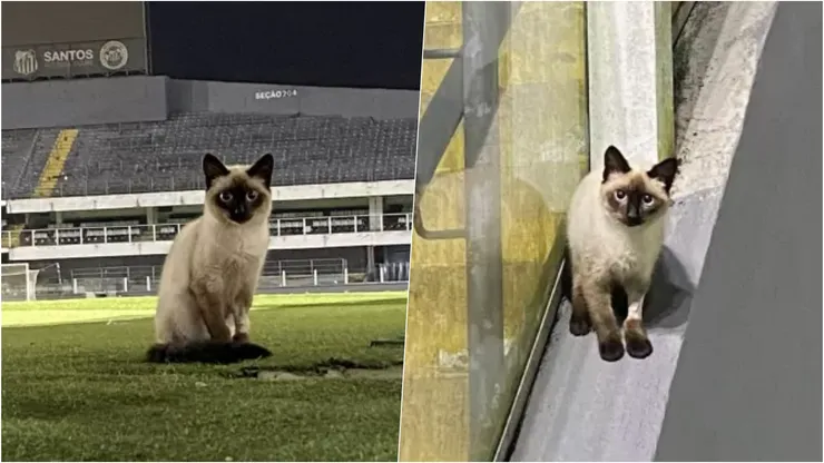 Los gatos han hecho un hogar en el estadio del Santos