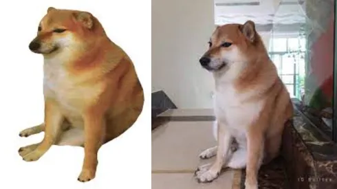 Fallece icónico perrito meme furoro en internet.