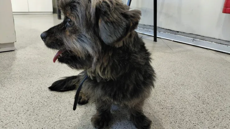 Perrito perdido en el Metro