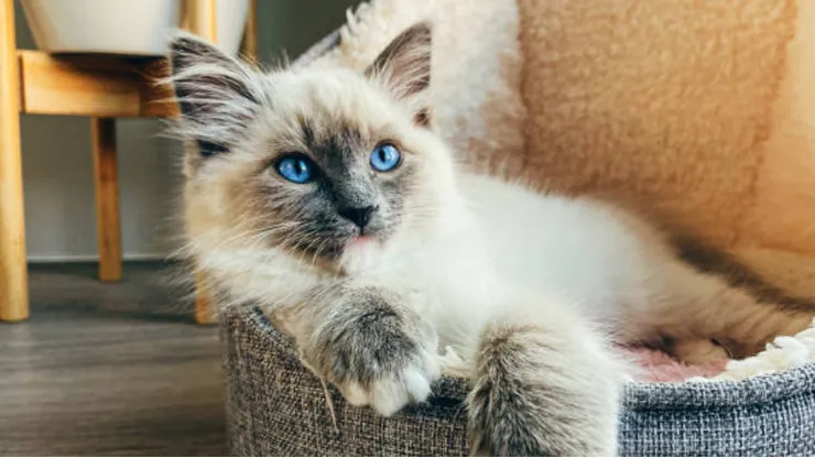 Día del Gato