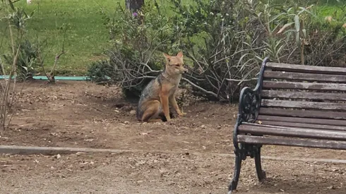 Avistamiento de zorro en Santiago Oriente
