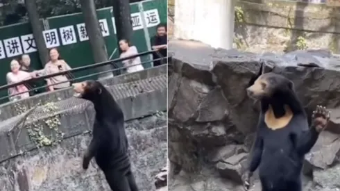 Oso malayo se hace viral