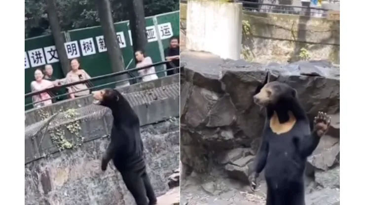 Oso malayo se hace viral