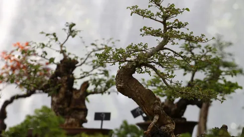 ¿Qué plantas están en peligro de extinción por el cambio climático?