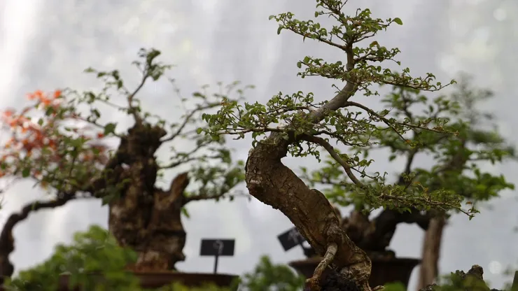 ¿Qué plantas están en peligro de extinción por el cambio climático?