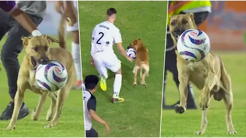 Cualquiera quiere a este perrito como refuerzo.