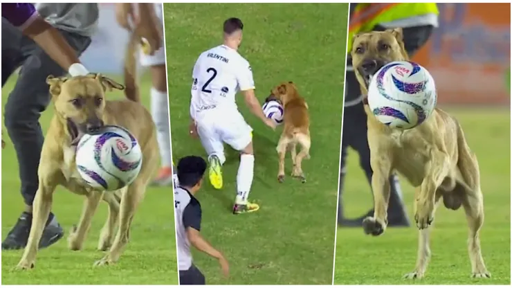 Cualquiera quiere a este perrito como refuerzo.