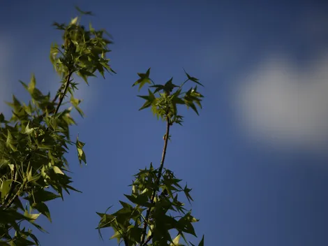 ¿Cuándo empieza el verano?
