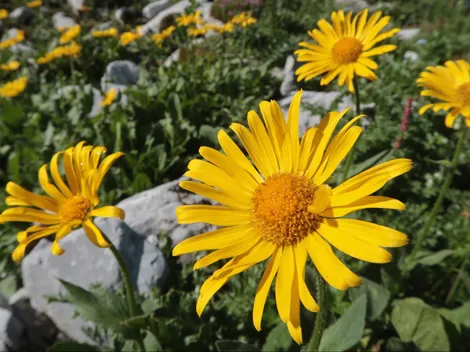 ¿Cuándo se dan flores amarillas en Chile o Latinoamérica?