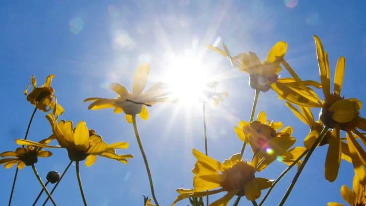 Primavera