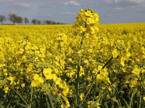 ¿Cuándo es el Día de las Flores Amarillas? Revisa cuándo se celebra