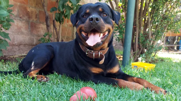 Joey, perro.