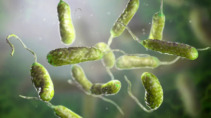 La mortal bacteria que afecta a la costa Este de Estados Unidos y México.