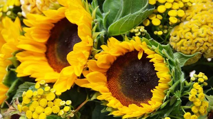 ¿Cuándo es el día de las flores amarillas y qué significan?