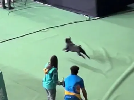 Simpático perrito invasor se roba las miradas en Santiago 2023