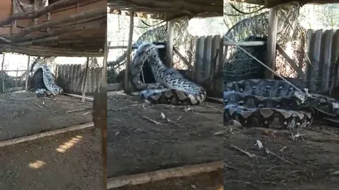 Registro de una serpiente pitón birmana en India.