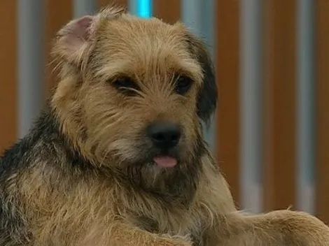 Coni acusó a Sebastián de maltrato a Bigote en Gran Hermano