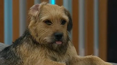 Coni acusó a Sebastián de maltrato a Bigote en Gran Hermano