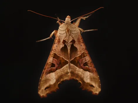 ¿Cómo sacar a las polillas? Así puedes evitar que entren a tu hogar