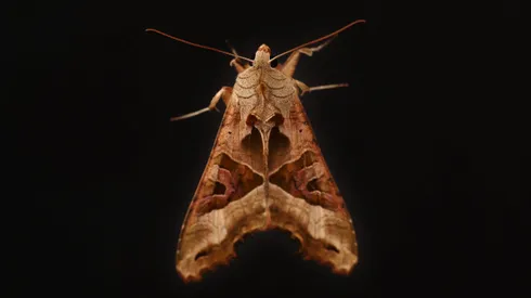 ¿Cómo sacar una polilla de mi casa y por qué hay tantas en Santiago?