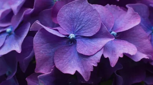 Día de las flores moradas