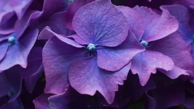 Día de las flores moradas